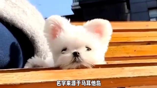 马尔济斯犬 小巧玲珑的贵族