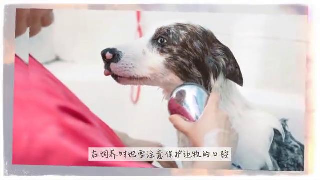 选择牧羊犬的五大要点