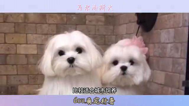 马尔济斯犬：你见过这么可爱的小天使吗？