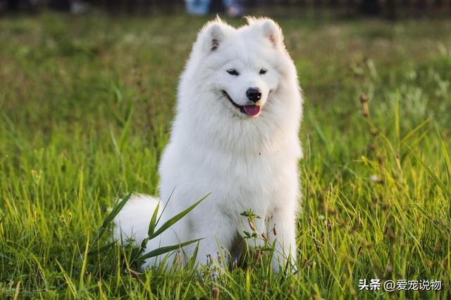 有认识萨摩耶犬的吗