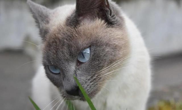 原创建议养的10种猫：适合穷人饲养的猫咪品种