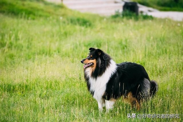 你从来不知道的10个最有趣的边境牧羊犬事实