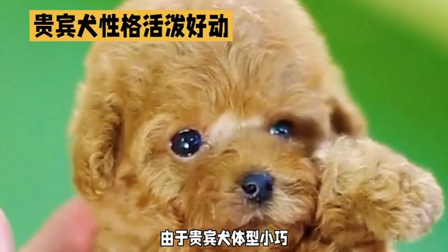 贵宾犬：性格活泼好动，极为聪明，易于训练，对主人十分忠诚