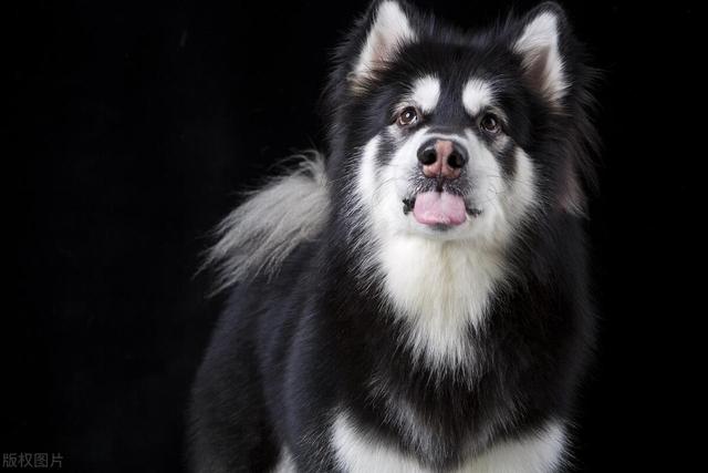 宠物狗系列之阿拉斯加雪橇犬