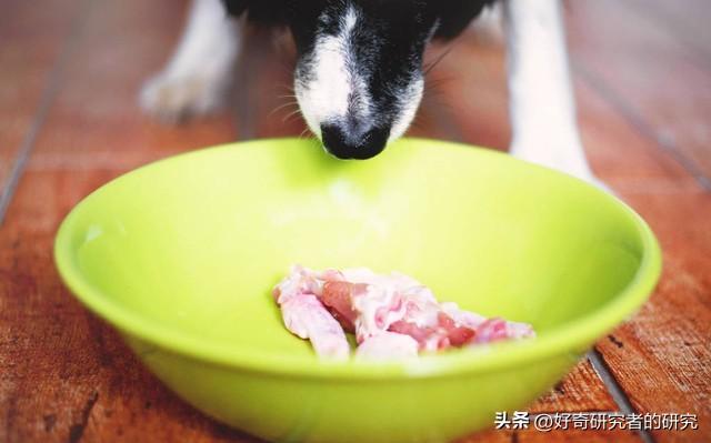 你从来不知道的10个最有趣的边境牧羊犬事实