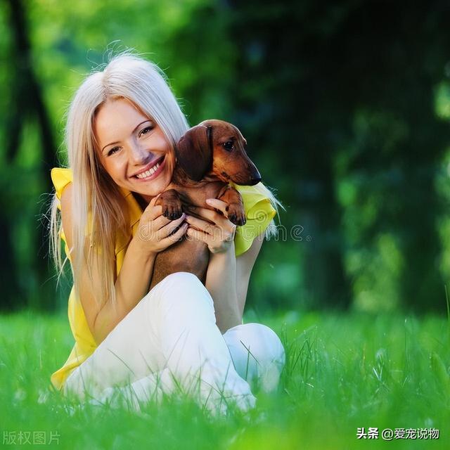 有人知道獾狗吗？它真名是腊肠犬呀，快来看看吧