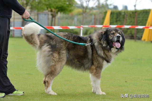 世界上最伟大的守卫犬——高加索山犬