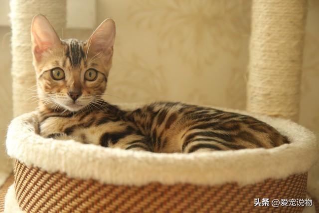 孟加拉豹猫——温驯个性与稳定的遗传特性的新品种
