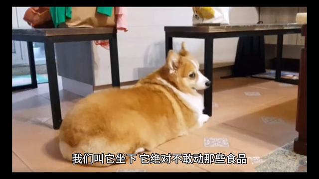 我家有两只可爱的柯基犬，大的叫肥仔，小的叫“肥妹”