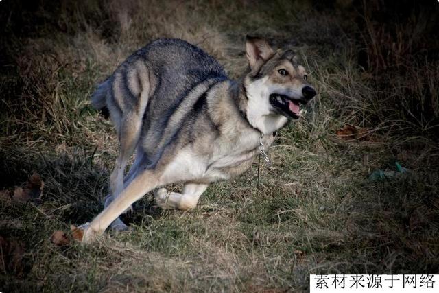 德国新育猛犬德牧与野狼回血而成，生性凶残，价格10万欧元起步