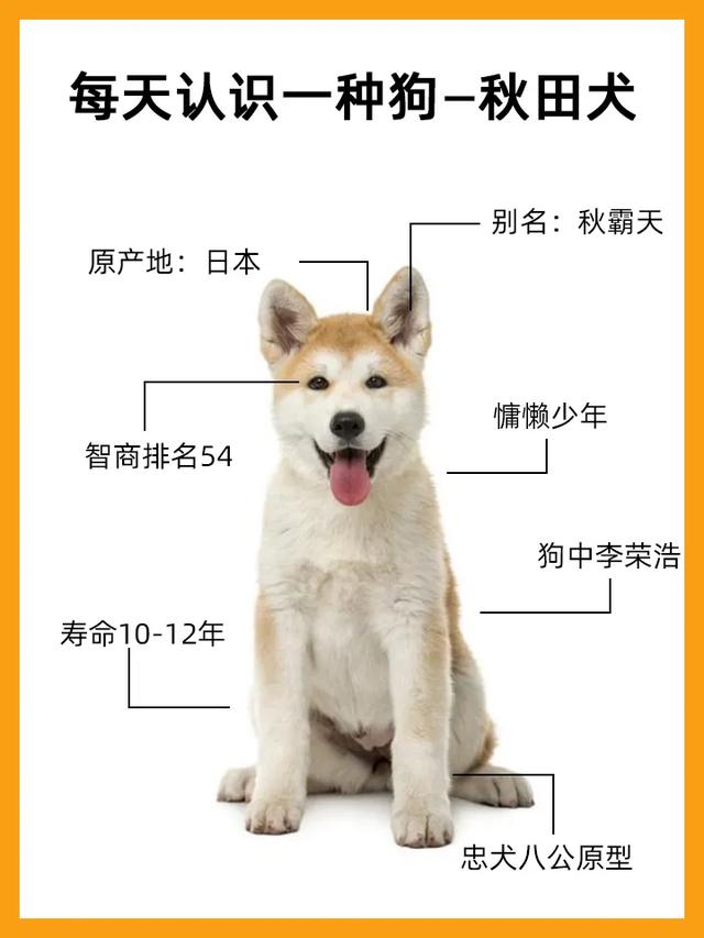 挑战每天认识一种狗—秋田犬