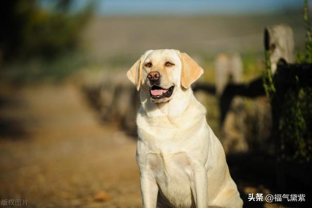 0款常见狗狗有什么特点，你家养了吗？"