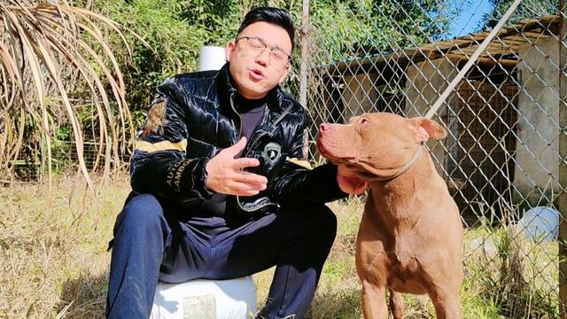 万元买的杜宾犬，一年后出售的价格泪目"