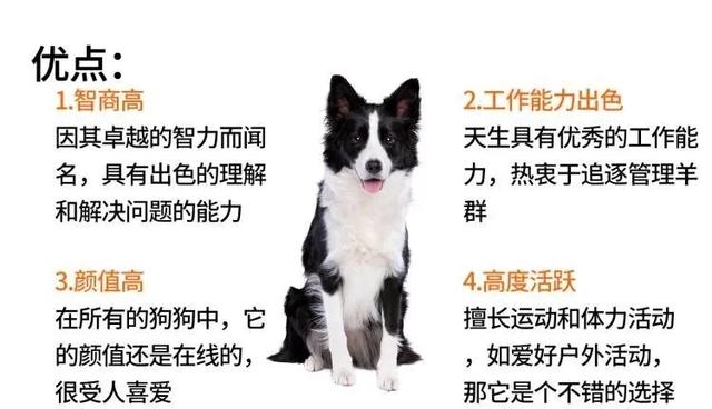 边境牧羊犬：优雅的优雅的牧羊精灵