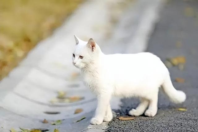 为什么养“田园白猫”的人越来越多了，网友：养了才知道真香