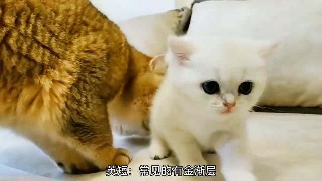 想养猫的，新手养猫看过了来！#猫咪