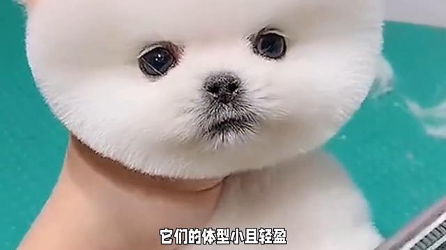 茶杯犬：小巧可爱的小型犬种，拥有活泼、友善、热情的性格