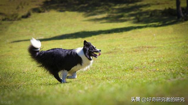 你从来不知道的10个最有趣的边境牧羊犬事实