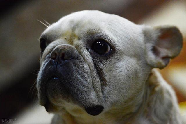 法斗犬好养吗 都该注意什么，法斗犬好不好养，法斗真的很难养吗