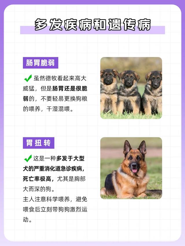 狗狗图鉴——德国牧羊犬（绝对服从的猛狗嘤嘤怪）