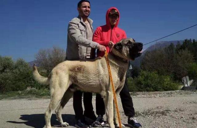 五大猛犬大揭秘！遇到它们要小心，训练饲养需耐心