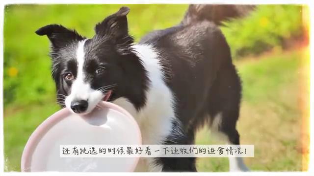 选择牧羊犬的五大要点