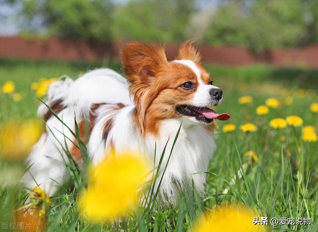 翩翩起舞的蝴蝶犬，您了解了吗？