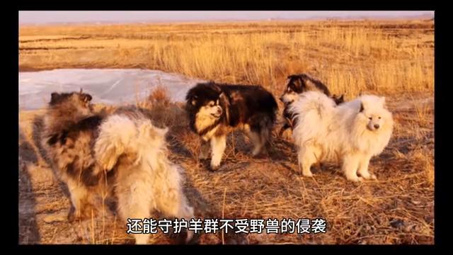 大型犬之大白熊犬