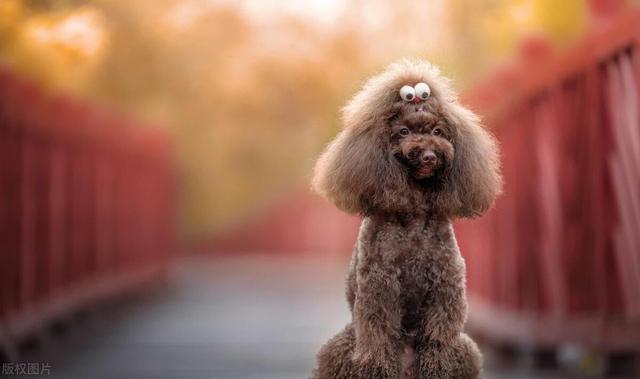 贵宾犬和泰迪有什么区别，贵宾和泰迪的区别，泰迪与贵宾犬的区别