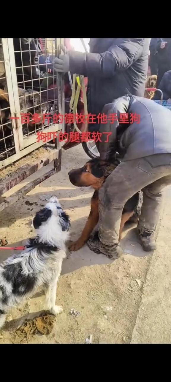 00来斤的德牧犬，被主人六七百元的价格卖给狗贩子，竟毫不心疼"