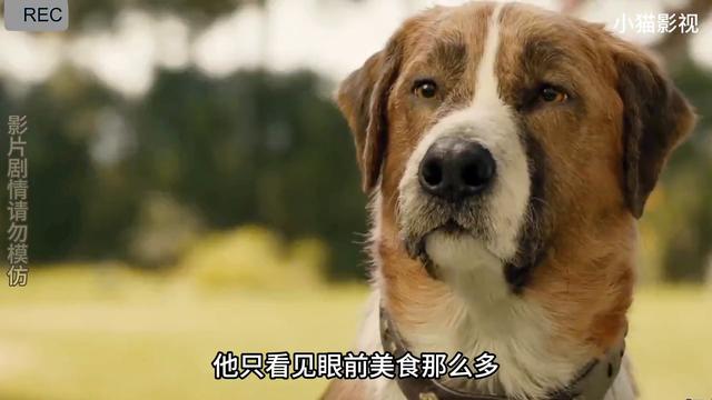 这是我见过最帅气的圣伯纳犬了，你们敢信？ #野性的呼唤