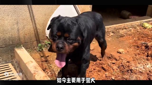 罗威纳犬的小知识