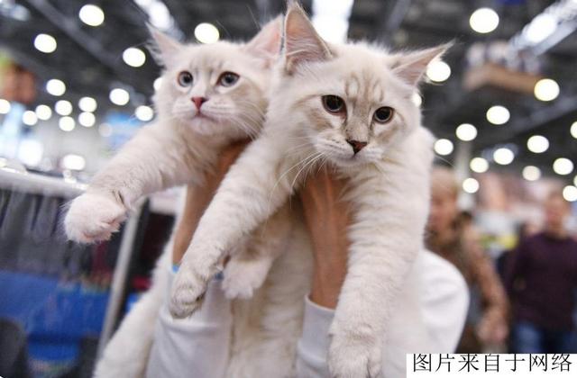 “宠物猫市场”再次洗牌！这7种猫特别受欢迎，你养的是什么猫？