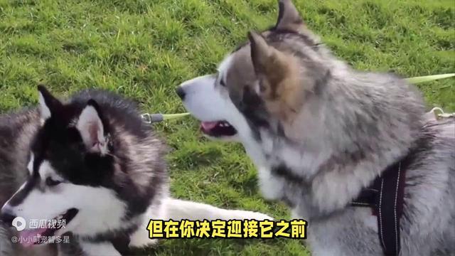 阿拉斯加犬多少钱一只