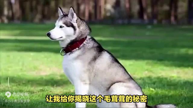 阿拉斯加雪橇犬和哈士奇的区别