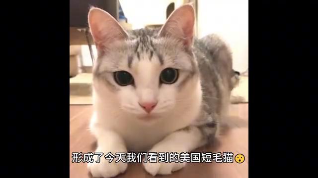 美国短毛猫（美短大揭秘）