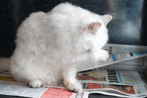 为什么养“田园白猫”的人越来越多了，网友：养了才知道真香