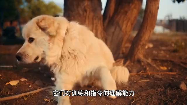 大型犬之大白熊犬