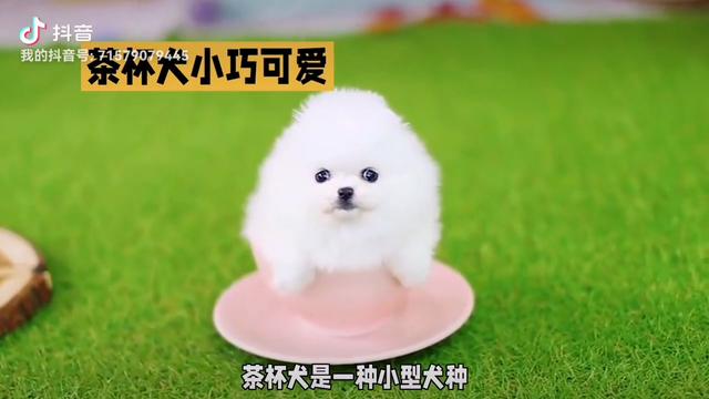 宠物小百科：茶杯犬