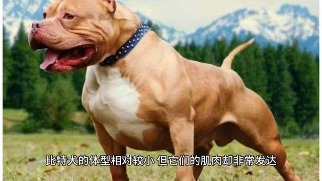 猛犬-比特犬