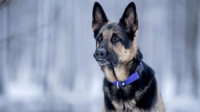 各国都用哪些品种的狗当警犬？