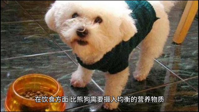 比熊狗是一种小型犬种，体重只有几斤重，身高也不超过三十厘米