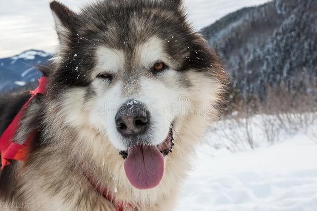 宠物狗系列之阿拉斯加雪橇犬