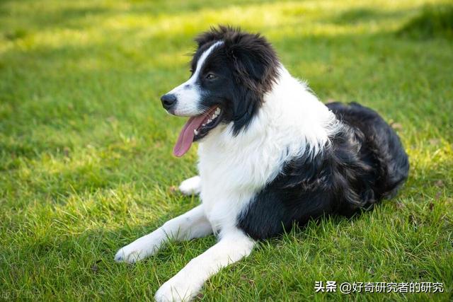 你从来不知道的10个最有趣的边境牧羊犬事实