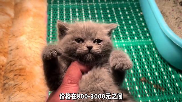 【英短蓝猫价格曝光】