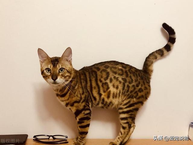 孟加拉豹猫——温驯个性与稳定的遗传特性的新品种