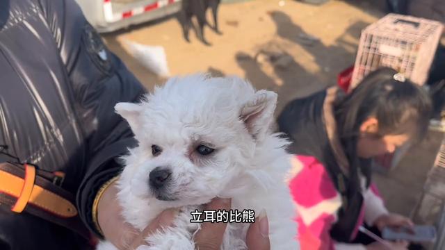 今天来逛一个狗市 人特别多  什么样的狗子都有  还有猫