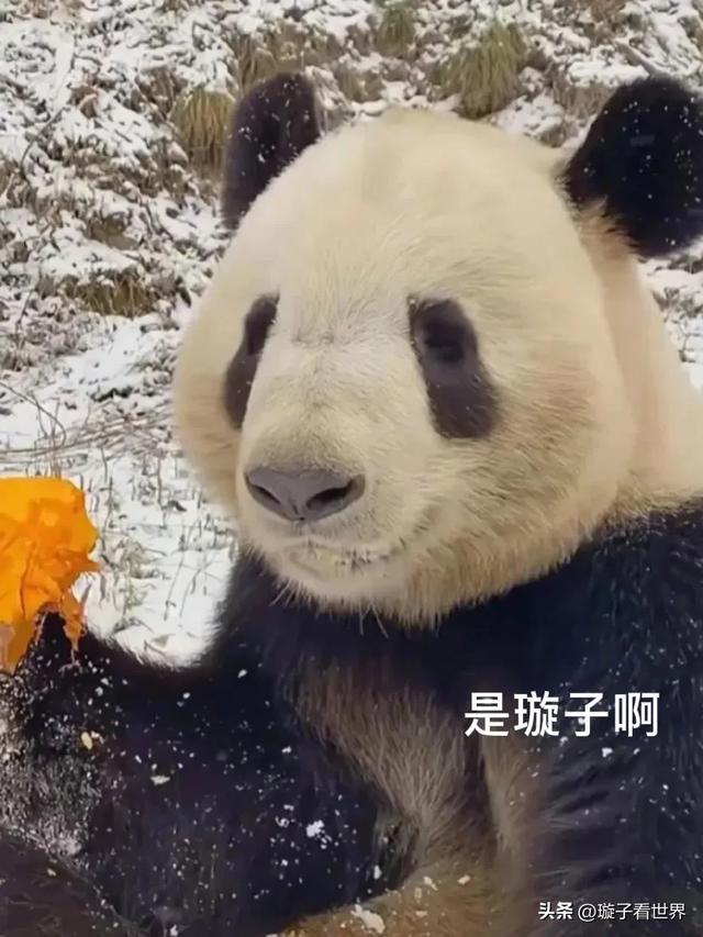 孙红雷，牛头梗，怎么可以这样说熊猫呢，他听到会伤心的