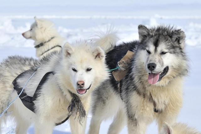 宠物狗系列之阿拉斯加雪橇犬