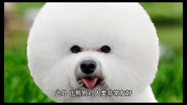 比熊狗是一种小型犬种，体重只有几斤重，身高也不超过三十厘米